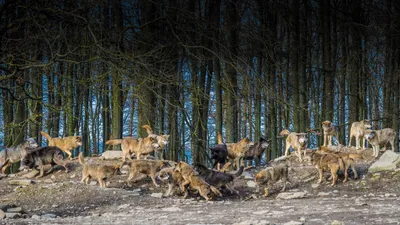 Pack Wolves Gathers Wallpaper 4K, Nature category