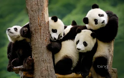 Moody Adorable Wallpaper Nature Wallpaper 4K 1920x1200 Hd, Desktop, Wallpaper, Featuring, An, Adorable, Group, Of, Pandas, Lounging, Together, Tree, Brown, Gray, White, Ultrawide, Full HD