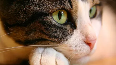 Moody Close Wallpaper Wallpaper 4K, Animals category