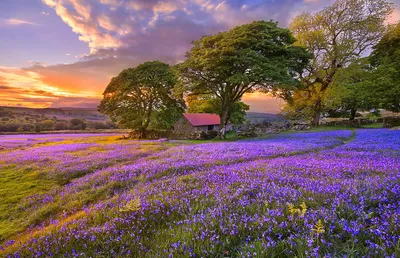 Vibrant Lilac Field Wallpaper 4K, Nature category