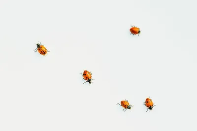 Minimalist Insect Animal Minimal Wallpaper 4K 2048x1365 Minimalist, Insect, Animal, Ladybug, Hd, Desktop, Wallpaper, White, Ultrawide, Full HD