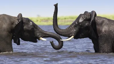 Misty Two Wallpaper Animals Wallpaper 4K 1920x1080 Two, African, Bush, Elephants, Interact, In, Shallow, Water, Captured, High-definition, Desktop, Showcasing, White, Ultrawide, Full HD