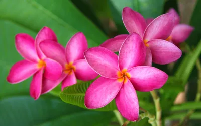 Vibrant Pink Frangipani Flowers Full Nature Wallpaper 4K 2560x1600 Vibrant, Pink, Frangipani, Flowers, In, Full, Bloom, Set, Against, Lush, Green, Leaves, Brown, White, Ultrawide, QHD
