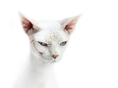 Close White Sphynx Cat Blue Animals Wallpaper 4K 2919x2178 Hd, Pc, Desktop, Wallpaper, Featuring, A, Close-up, Of, White, Sphynx, Cat, Blue, Landscape, QHD