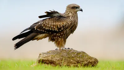 Serene Detailed Wallpaper Abstract Wallpaper 4K 1920x1080 Hd, Pc, Desktop, Wallpaper, Featuring, A, Detailed, Close-up, Eagle, Perched, Rock, Soft, White, Ultrawide, Full HD