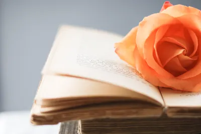 Open Book Rests Stack More Abstract Wallpaper 4K 3822x2548 An, Open, Book, Rests, On, A, Stack, Of, More, Books, Adorned, Soft, White, Gray, Landscape, QHD