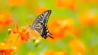 Vivid Butterfly Perched Bright Orange Animals Wallpaper 4K 3840x2160 A, Vivid, Hd, Desktop, Wallpaper, Showcasing, Butterfly, Perched, Bright, Orange, Flower, Set, Purple, Ultrawide, 4k