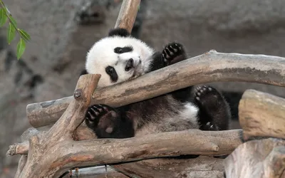 Vibrant Definition Wallpaper Abstract Wallpaper 4K 2560x1600 A, High-definition, Image, Of, Panda, Relaxing, Playfully, Wooden, Structure, Used, Desktop, White, Gray, Ultrawide, QHD