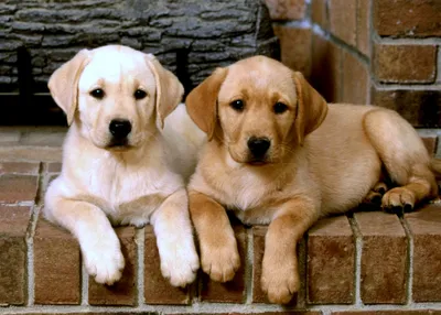 Two Labrador Retriever Puppies Rest Abstract Wallpaper 4K 2000x1434 Two, Labrador, Retriever, Puppies, Rest, On, A, Brick, Ledge, Desktop, Captures, Their, White, Landscape, Full HD