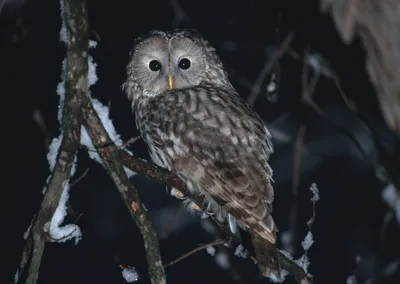 Calm Animal Wallpaper Animals Wallpaper 4K 1920x1363 Animal, Barred, Owl, Hd, Desktop, Wallpaper, Background, Gray, Landscape, Full HD