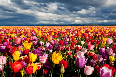 Vibrant Tulip Field Full Wallpaper 4K, Nature category