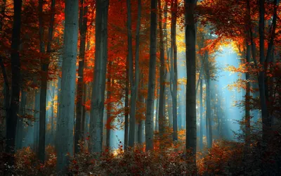 Vivid Vibrant Wallpaper Wallpaper 4K, Nature category