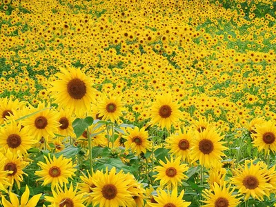 Vibrant Vast Field Sunflowers Nature Wallpaper 4K 1600x1200 A, Vibrant, Hd, Desktop, Wallpaper, And, Background, Featuring, Vast, Field, Sunflowers, Full, Yellow, Landscape