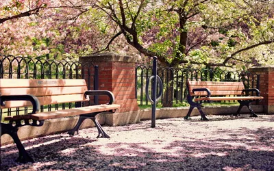 Sunny Park Blossoming Nature Wallpaper 4K 1920x1200 Sunny, Park, Scene, Featuring, Blossoming, Trees, Wooden, Benches, Man-made, Fence, Captured, High-definition, White, Ultrawide, Full HD