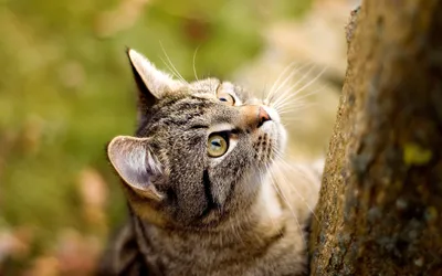 Cat Staring Intently While Animals Wallpaper 4K 2560x1600 Hd, Wallpaper:, Of, A, Cat, Staring, Intently, While, Clinging, Tree, Trunk, Soft-focus, Brown, White, Ultrawide, QHD