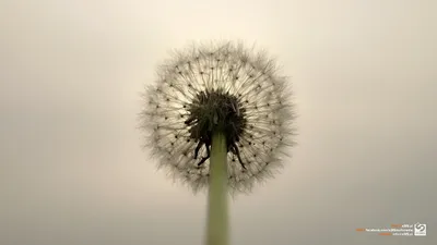 Moody Dandelion Wallpaper Wallpaper 4K, Abstract category