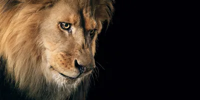 Close Lion Dark Animals Wallpaper 4K 2400x1200 A, Close-up, Hd, Image, Of, Lion, With, Dark, Featured, Desktop, Gray, Ultrawide, Full HD