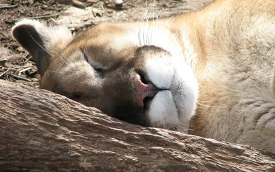 Animal Cougar Animals Animals Wallpaper 4K 1920x1200 Animal, Cougar, Hd, Desktop, Wallpaper, Background:, Image, White, Ultrawide, Full HD