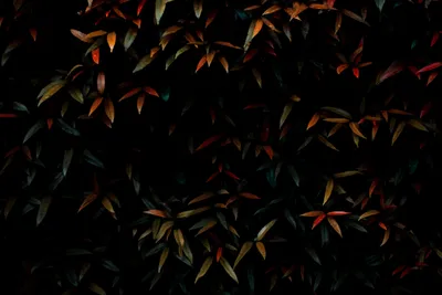 Bush Colorful Leaves Garden Abstract Wallpaper 4K 6000x4000 Black, Blue, Brown