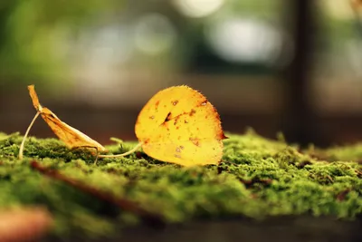 Dreamy Close Wallpaper Nature Wallpaper 4K 6240x4160 Purple, Yellow