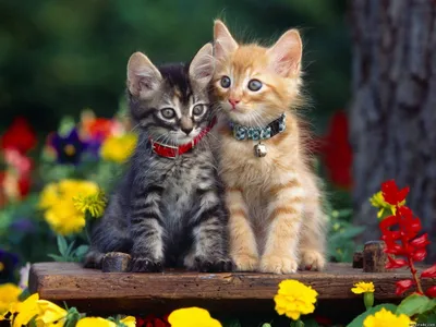 Crisp Two Wallpaper Abstract Wallpaper 4K 2345x1759 Two, Adorable, Kittens, One, Grey, And, Orange, Sit, Wooden, Bench, Surrounded, Colorful, Gray, Purple, Yellow, Landscape, Full HD