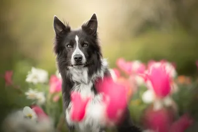 Dreamy Flower Wallpaper Wallpaper 4K, Animals category
