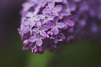 Bright Close Wallpaper Nature Wallpaper 4K 2048x1365 Hd, Desktop, Wallpaper, Featuring, A, Close-up, Of, Delicate, Purple, Blossoms, Set, Against, Gray, Ultrawide, Full HD