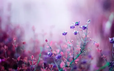 Serene Nature Delicate Pink Flowers Nature Wallpaper 4K 3740x2331 Hd, Desktop, Wallpaper:, Of, A, Serene, Nature, Scene, Featuring, Delicate, Pink, Flowers, White, Ultrawide, QHD