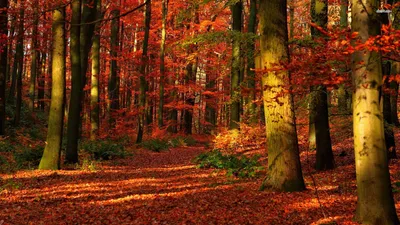 Nature Forest Nature Nature Wallpaper 4K 1920x1080 Nature, Forest, Hd, Desktop, Wallpaper, Background, Image, Brown, Ultrawide, Full HD