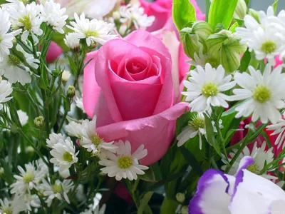 Vibrant Pink Rose Surrounded Nature Wallpaper 4K 1600x1200 Hd, Desktop, Wallpaper:, Featuring, A, Vibrant, Pink, Rose, Surrounded, Delicate, White, Purple, Landscape