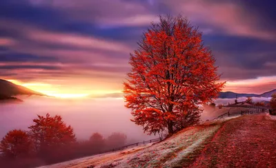Fall Landscape Vibrant Tree Wallpaper 4K, Nature category