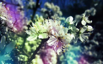 Vivid White Wallpaper Nature Wallpaper 4K 1920x1200 Hd, Desktop, Wallpaper:, Featuring, White, Blossoms, With, Pastel, Hues, Nature, Setting, Gray, Ultrawide, Full HD