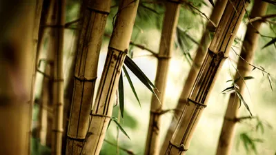 Close Bamboo Stalks Serene Natural Abstract Wallpaper 4K 2500x1407 Hd, Desktop, Wallpaper:, Featuring, Close-up, Of, Bamboo, Stalks, Serene, Natural, Setting, Highlighting, White, Ultrawide, Full HD