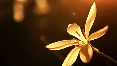 Anime Wallpaper 2558x1438 Abstract Wallpaper 4K 2558x1438 Full HD, Ultrawide