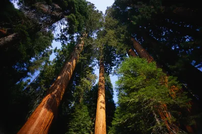 Vivid Towering Wallpaper Wallpaper 4K, Nature category