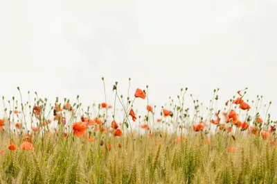 Best Natural Images Nature Wallpaper 4K 3000x1987