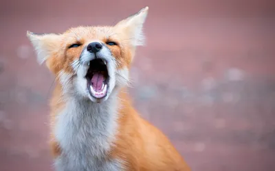 Bold Fox Wallpaper Wallpaper 4K, Animals category