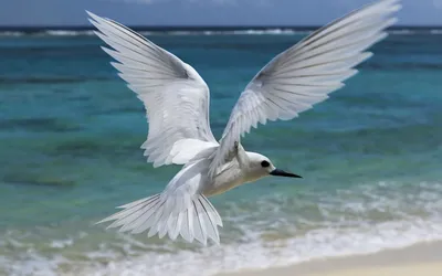 Misty White Wallpaper Wallpaper 4K, Animals category