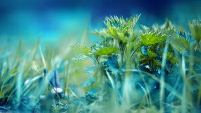 Serene Close Wallpaper Wallpaper 4K, Abstract category