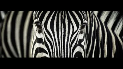 Radiant Close Wallpaper Animals Wallpaper 4K 1920x1080 Hd, Pc, Desktop, Wallpaper, Close-up, Of, A, Zebra, African, Animal, Bold, Black-and-white, White, Brown, Black, Ultrawide, Full HD