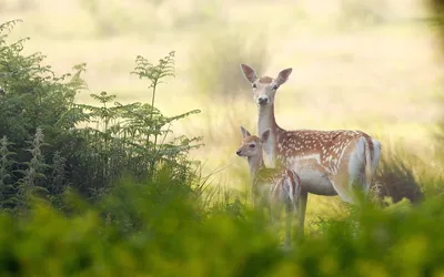 Baby Deer Its Mother Animals Wallpaper 4K 1920x1200 Hd, Desktop, Wallpaper, Featuring, A, Baby, Deer, And, Mother, Standing, Peacefully, Sunlit, White, Ultrawide, Full HD