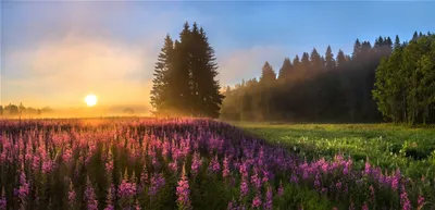 Moody Vibrant Wallpaper Nature Wallpaper 4K 2238x1080 A, Beautiful, Hd, Wallpaper, Featuring, Vibrant, Field, Purple, Flowers, Under, Foggy, Sunset, Gray, Pink, Ultrawide, Full HD