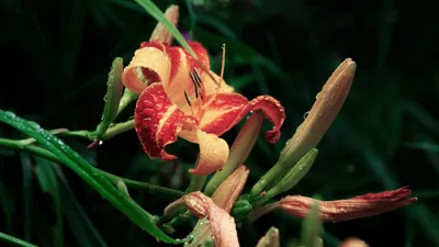 Serene Vibrant Wallpaper Black/Dark Wallpaper 4K 1920x1080 Hd, Wallpaper, Of, A, Vibrant, Lily, In, Full, Bloom, Against, Dark, Lush, Gray, Red, Purple, Ultrawide, Full HD