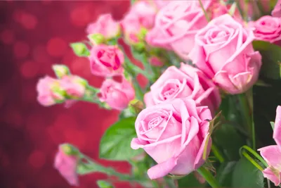 Radiant Pink Wallpaper Nature Wallpaper 4K 5616x3744 Pink, Flower, Nature, Rose, Hd, Desktop, Wallpaper, Brown, White, Landscape, 4k