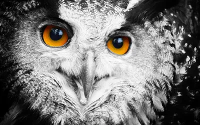 Close Owl Intense Amber Black/Dark Wallpaper 4K 2560x1600 Close-up, Of, An, Owl's, Intense, Amber, Eyes, And, Owl, 039, Detailed, Feathers, White, Ultrawide, QHD