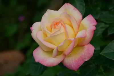Nature Rose Nature Nature Wallpaper 4K 2048x1365 Nature, Rose, Hd, Desktop, Wallpaper, Background, Image, Gray, Ultrawide, Full HD