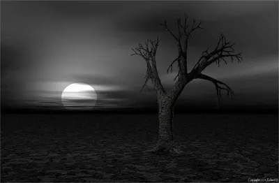 Stark Dark Landscape Nature Wallpaper 4K 1650x1080 A, Stark, Dark, Landscape, Featuring, Bare, Tree, Against, Moody, Sky, Large, Low-hanging, Gray, White, Ultrawide