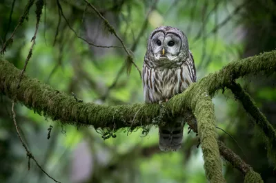 Moody Bird Wallpaper Animals Wallpaper 4K 2048x1365 Bird, Animal, Owl, Hd, Desktop, Wallpaper, Background, Brown, Gray, Ultrawide, Full HD