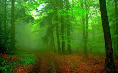 Lush Green Trees Wallpaper 4K, Nature category