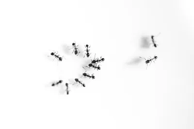 Vivid Minimalist Wallpaper Minimal Wallpaper 4K 2048x1365 Minimalist, Animal, Ant, Hd, Desktop, Wallpaper:, Background, White, Ultrawide, Full HD